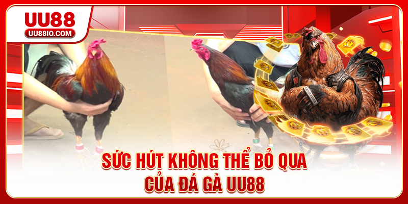 Sức hút không thể bỏ qua của Đá Gà UU88