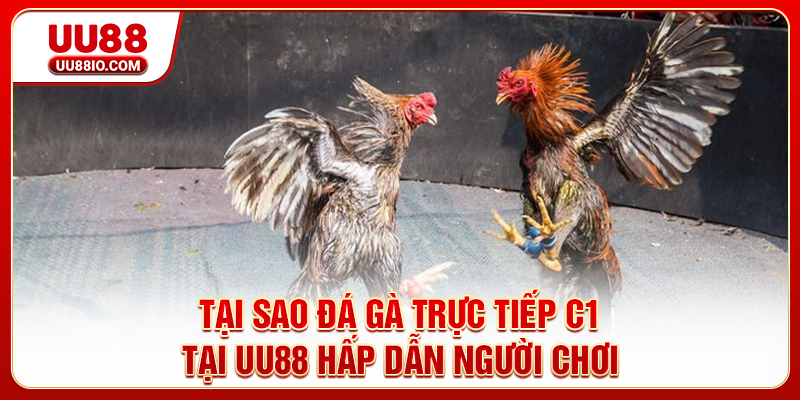 Tại sao đá gà trực tiếp C1 tại UU88 hấp dẫn người chơi