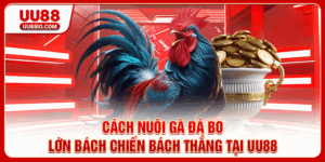 Cách nuôi gà đá bo lớn